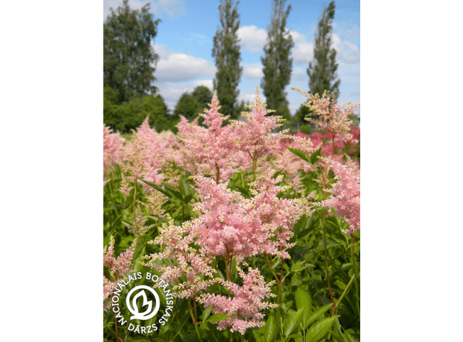Astilbe japonica   'Europa'